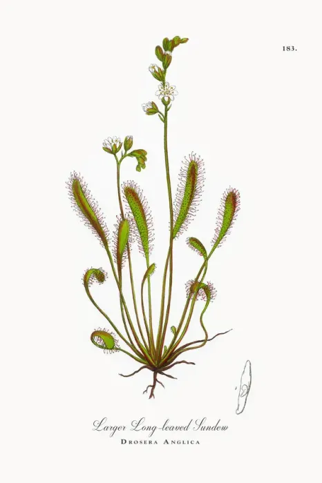Framed Print : Larger Long-leaved Sundew, Drosera Anglica, Victorian Botanical Illustration, 1863 Framed Print : Larger Long-leaved Sundew, Drosera Anglica, Victorian Botanical Illustration, 1863