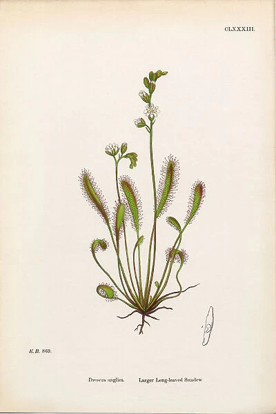Larger Long-leaved Sundew, Drosera Anglica, Victorian Botanical Illustration, 1863