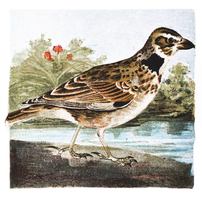 Framed Print : Lark bird. Illustration of a Lark bird Framed Print : Lark bird. Illustration of a Lark bird