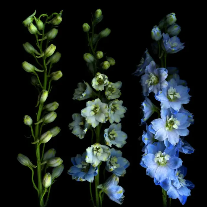 Framed Print : Larkspur from bud to flower
