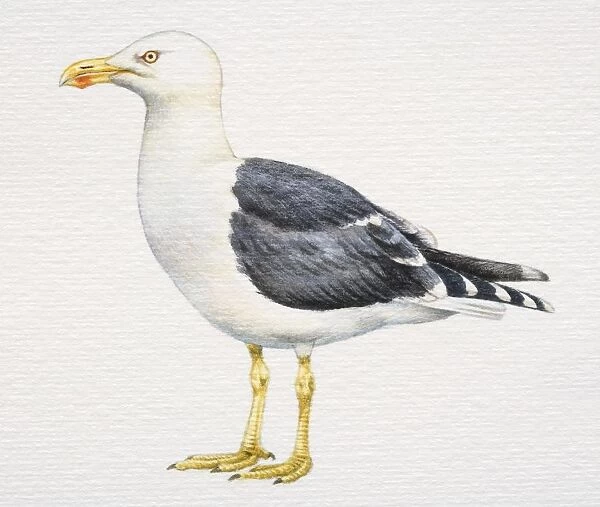 Larus fuscus graellsi, Lesser Black-backed Gull, with grey and white plumage