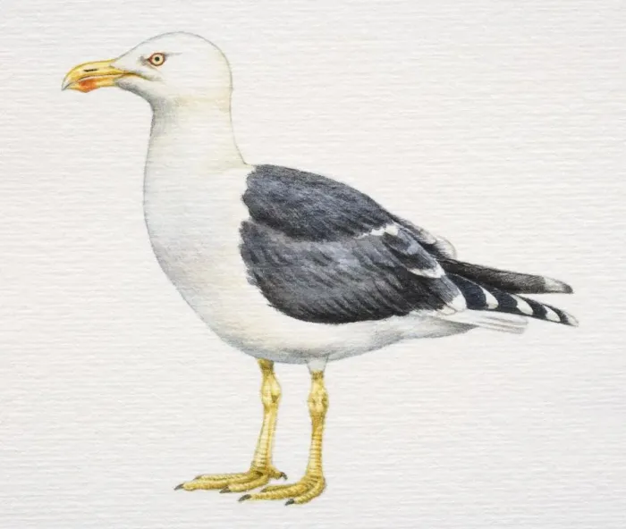 Framed Print : Larus fuscus graellsi, Lesser Black-backed Gull, with grey and white plumage Framed Print : Larus fuscus graellsi, Lesser Black-backed Gull, with grey and white plumage