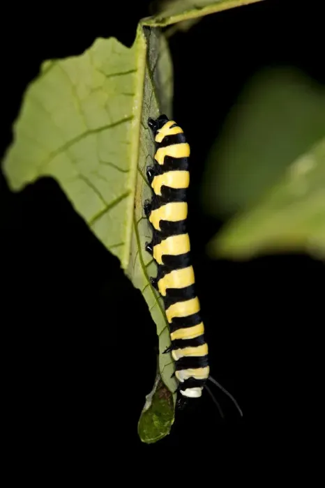Framed Print : Larva of a glass wing butterfly -Methona spec. possibly Methona confusa-, Tambopata Nature Reserve, Madre de Dios region, Peru Framed Print : Larva of a glass wing butterfly -Methona spec. possibly Methona confusa-, Tambopata Nature Reserve, Madre de Dios region, Peru
