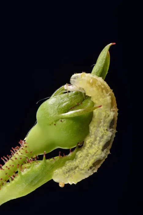 Framed Print : Larva of a Hoverfly -Syrphidae- on a bud of a Rose -Rosa-, beneficial insect, macro shot, Baden-Wurttemberg, Germany Framed Print : Larva of a Hoverfly -Syrphidae- on a bud of a Rose -Rosa-, beneficial insect, macro shot, Baden-Wurttemberg, Germany