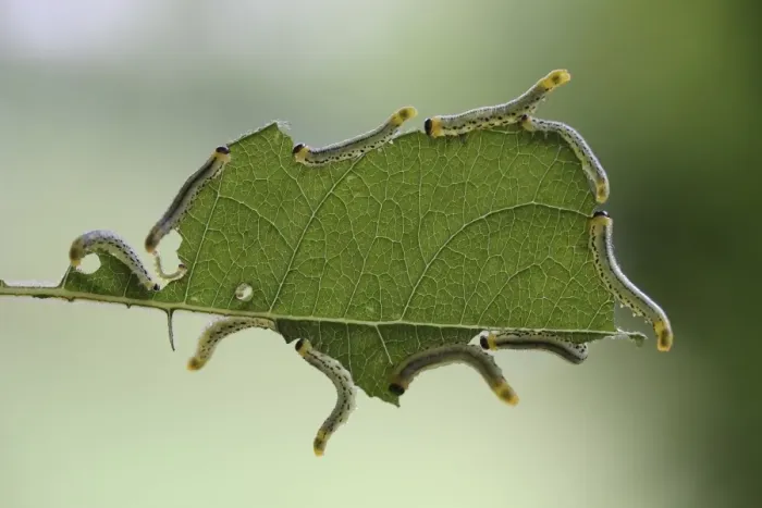 Framed Print : Larvae of the Sawfly (Craesus septentrionalis), developmental stage of an insect