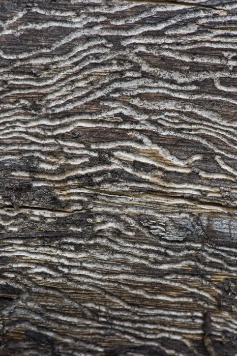 Framed Print : Larval tunnels, bark beetles, wood, Stuttgart, Baden-Wuerttemberg, Germany, Europe Framed Print : Larval tunnels, bark beetles, wood, Stuttgart, Baden-Wuerttemberg, Germany, Europe