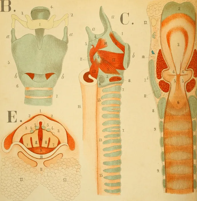 Framed Print : Larynx. Color print depicting several views of the human larynx, including Framed Print : Larynx. Color print depicting several views of the human larynx, including