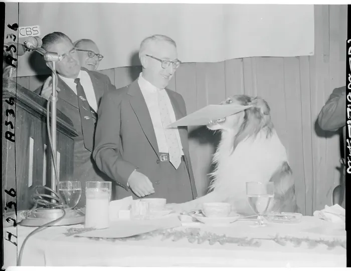 Framed Print : Lassie Receiving a Peabody Award Framed Print : Lassie Receiving a Peabody Award