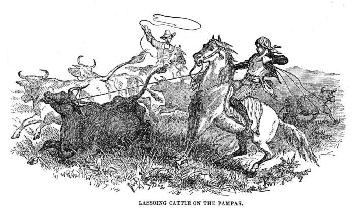 Framed Print : Lassoing cattle on the Pampas 1867 Framed Print : Lassoing cattle on the Pampas 1867
