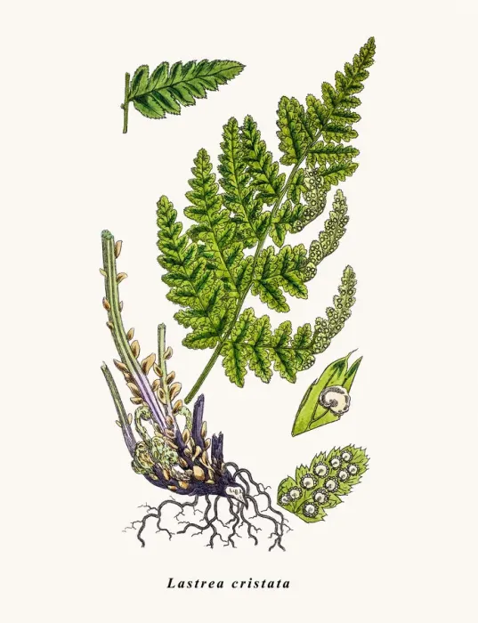 Framed Print : Lastrea cristata fern