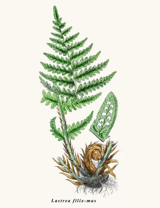 Framed Print : Lastrea filix-mas Framed Print : Lastrea filix-mas