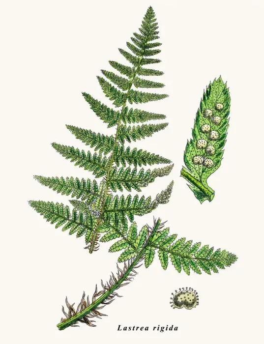 Framed Print : Lastrea rigida