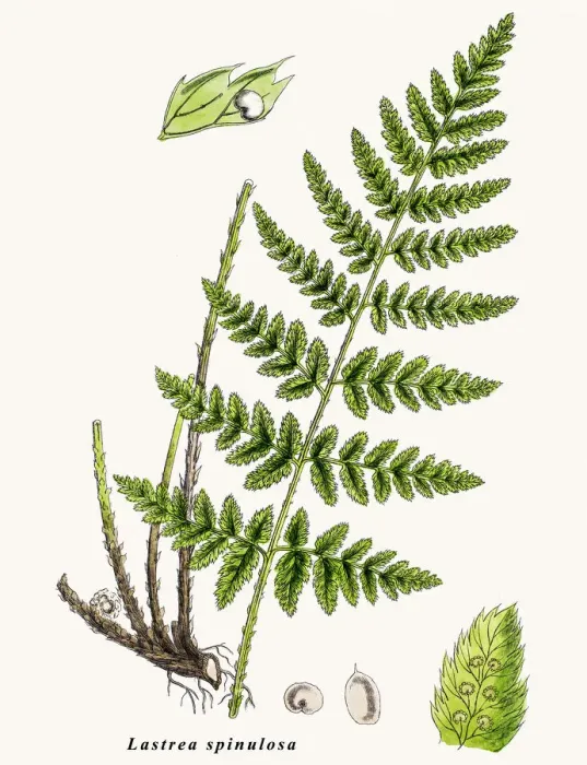 Framed Print : Lastrea spinulosa fern