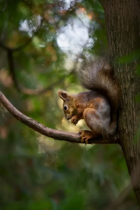 Framed Print : Late autumn squirrel Framed Print : Late autumn squirrel