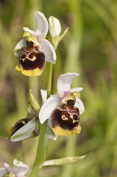 Late Spider-orchid -Ophrys holoserica-, white tepals, Baden-Wurttemberg, Germany