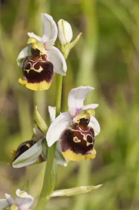 Framed Print : Late Spider-orchid -Ophrys holoserica-, white tepals, Baden-Wurttemberg, Germany Framed Print : Late Spider-orchid -Ophrys holoserica-, white tepals, Baden-Wurttemberg, Germany