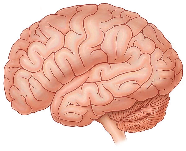 Lateral view of a normal brain
