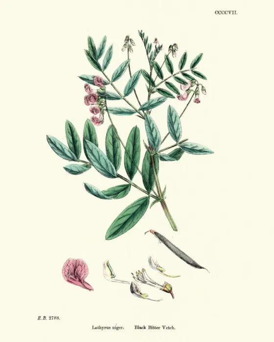 Framed Print : Lathyrus niger, black bitter vetch, Wildflower Floral Print Framed Print : Lathyrus niger, black bitter vetch, Wildflower Floral Print