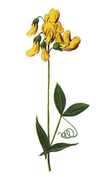 Lathyrus pratensis or meadow vetchling, meadow pea