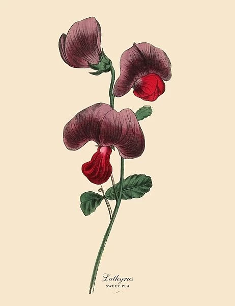 Lathyrus or Sweet Pea and Legume Plant, Victorian Botanical Illustration