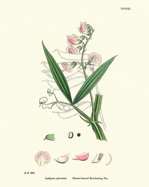 Lathyrus sylvestris, flat pea or narrow-leaved everlasting-pea