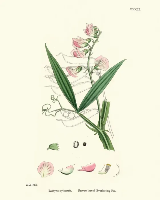 Framed Print : Lathyrus sylvestris, flat pea or narrow-leaved everlasting-pea Framed Print : Lathyrus sylvestris, flat pea or narrow-leaved everlasting-pea