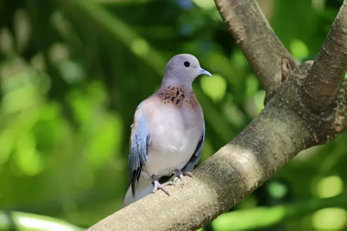 Framed Print : Laughing Dove -Streptopelia senegalensis-, adult on tree, South Africa