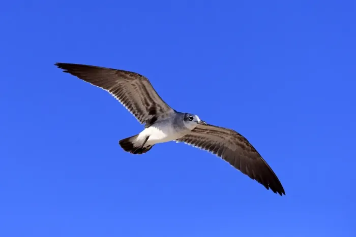 Framed Print : Laughing Gull -Larus atricilla-, flying, Sanibel Island, Florida, USA Framed Print : Laughing Gull -Larus atricilla-, flying, Sanibel Island, Florida, USA