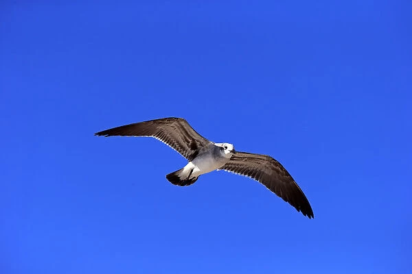 Laughing Gull -Larus atricilla-, flying, Sanibel Island, Florida, USA