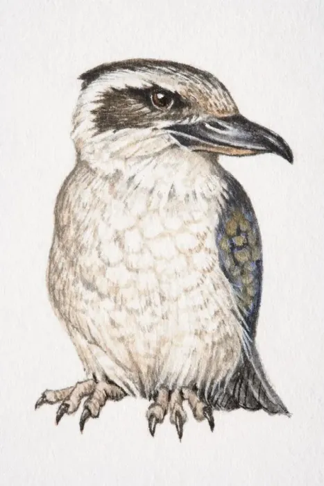 Framed Print : Laughing Kookaburra, Dacelo novaeguineae, front view