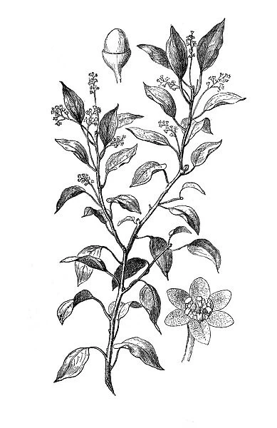 Laurel Camphor, Gum Camphor (camphora officinalis)