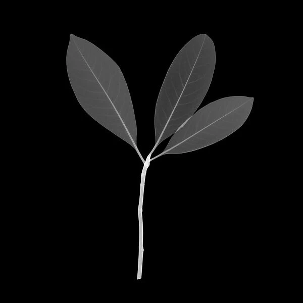 Laurel leaves (Laurus nobilis), X-ray