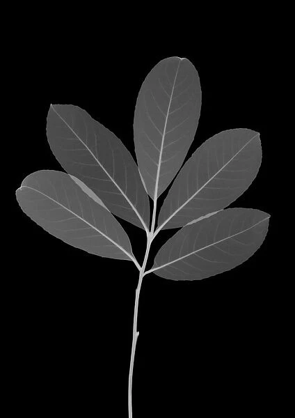 Laurel leaves, X-ray