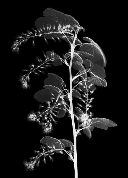 Laurestine (Viburnum tinus), X-ray