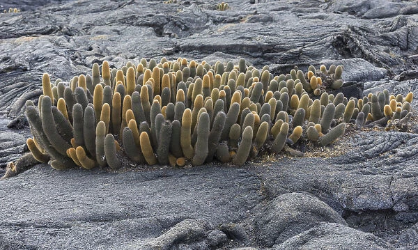 Lava Cactus -Brachycereus nesioticus-, Fernandina Island, Galapagos Islands, Ecuador