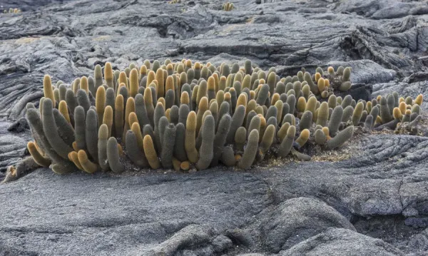 Lava Cactus Print - Fernandina Island, Galapagos Islands. Art Prints,  Posters & Puzzles from Fine Art Storehouse