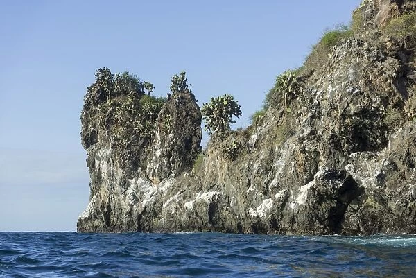 Lava cliff, overgrown with Galapagos Prickly Pear -Opuntia echios-, San Salvador Island, Galapagos Islands, Ecuador