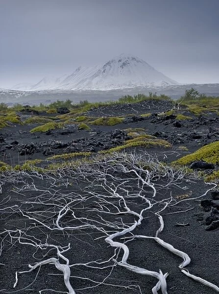 Lava desert and exposed, dead tree roots, Skutustaoir, Northeastern Region, Iceland