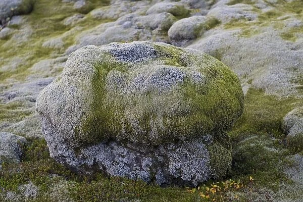 Lava rocks overgrown by Elongate Rock Moss -Racomitrium elongatum-, Ytra Hraun, near Kirkjubaejarklaustur, community of Skaftarhreppur, Southern Region, Iceland
