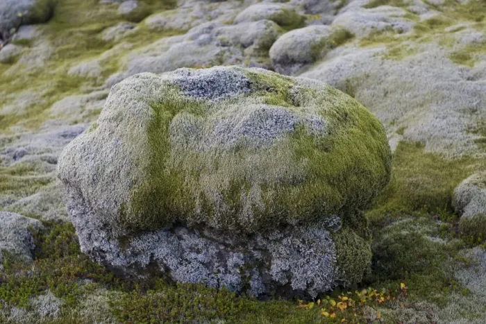 Framed Print : Lava rocks overgrown by Elongate Rock Moss -Racomitrium elongatum-, Ytra Hraun, near Kirkjubaejarklaustur, community of Skaftarhreppur, Southern Region, Iceland Framed Print : Lava rocks overgrown by Elongate Rock Moss -Racomitrium elongatum-, Ytra Hraun, near Kirkjubaejarklaustur, community of Skaftarhreppur, Southern Region, Iceland
