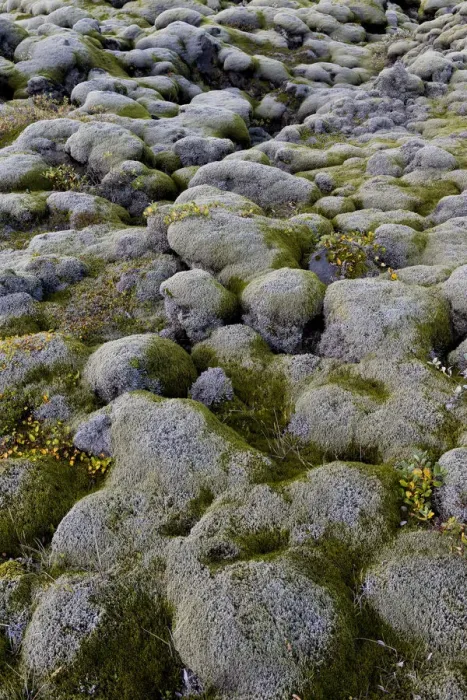Framed Print : Lava rocks overgrown by Elongate Rock Moss -Racomitrium elongatum-, Ytra Hraun, near Kirkjubaejarklaustur, community of Skaftarhreppur, Southern Region, Iceland Framed Print : Lava rocks overgrown by Elongate Rock Moss -Racomitrium elongatum-, Ytra Hraun, near Kirkjubaejarklaustur, community of Skaftarhreppur, Southern Region, Iceland