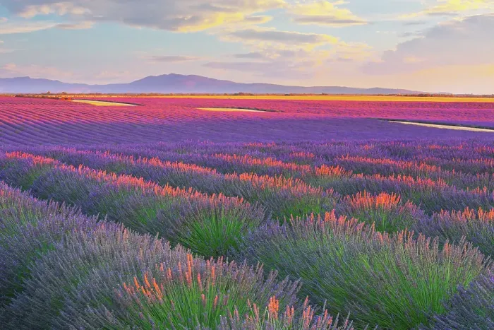 Framed Print : Lavander fields in Provence, France Framed Print : Lavander fields in Provence, France