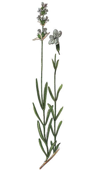 Lavandula (common name lavender)