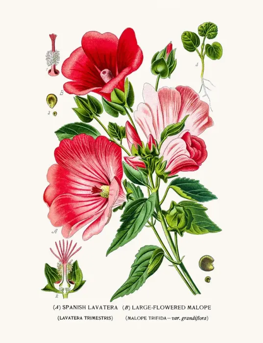 Framed Print : Lavatera and Malope Framed Print : Lavatera and Malope