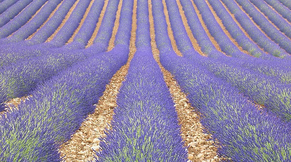Lavendar field, Provence, France