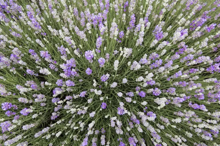 Framed Print : Lavender. Beautiful pastel colours of lavender in a field in summer Framed Print : Lavender. Beautiful pastel colours of lavender in a field in summer