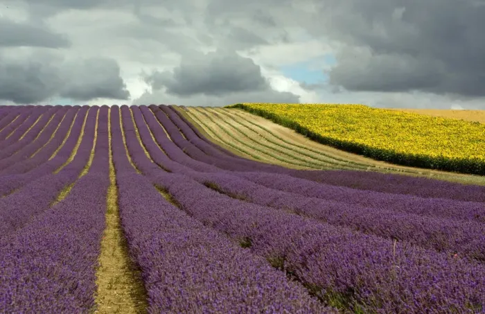 Framed Print : Lavender & Cloud Framed Print : Lavender & Cloud