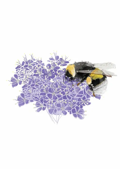 Framed Print : lavender coloured, nobody, plain background, wildlife Framed Print : lavender coloured, nobody, plain background, wildlife