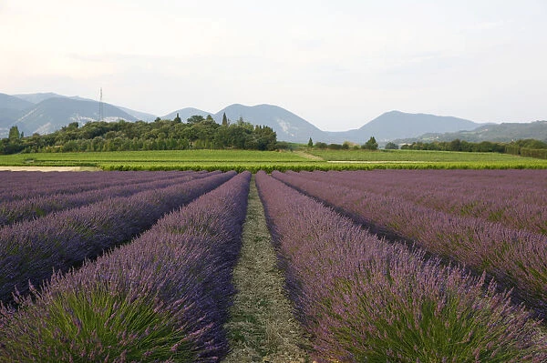 Lavender cultivation, lavender field at Le Pegu, Valreas, Vaucluse, Provence, southern France, France, Europe