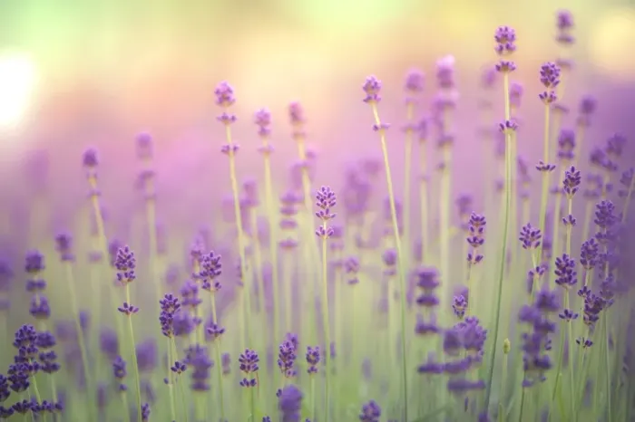 Framed Print : Lavender field Framed Print : Lavender field